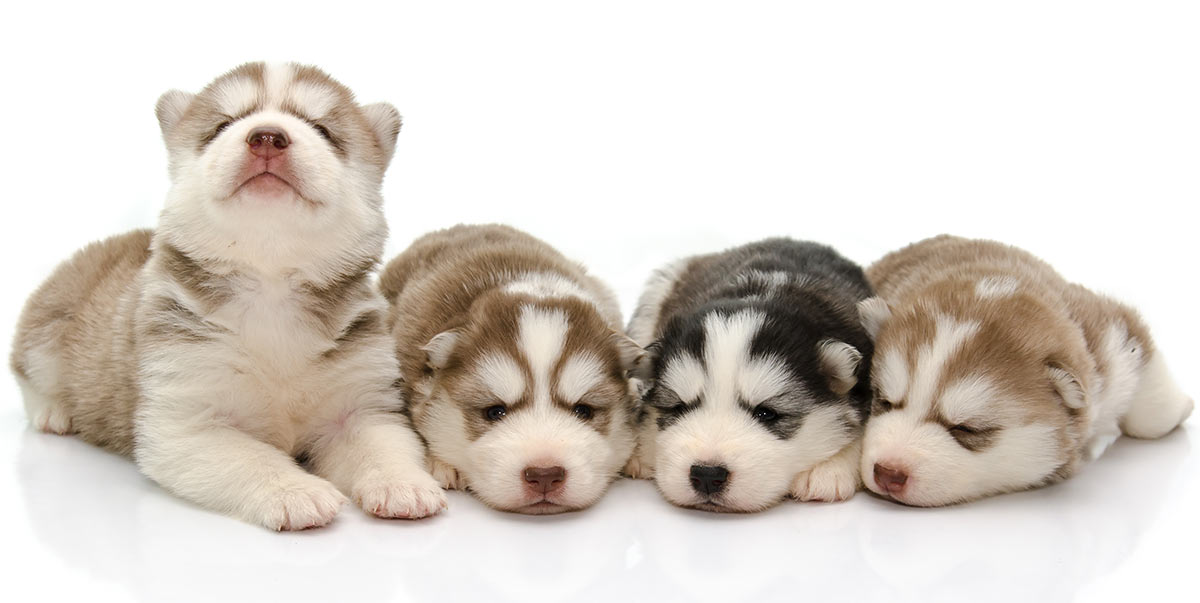 Pictures Of Huskies An Amazing Gallery Of Siberian And