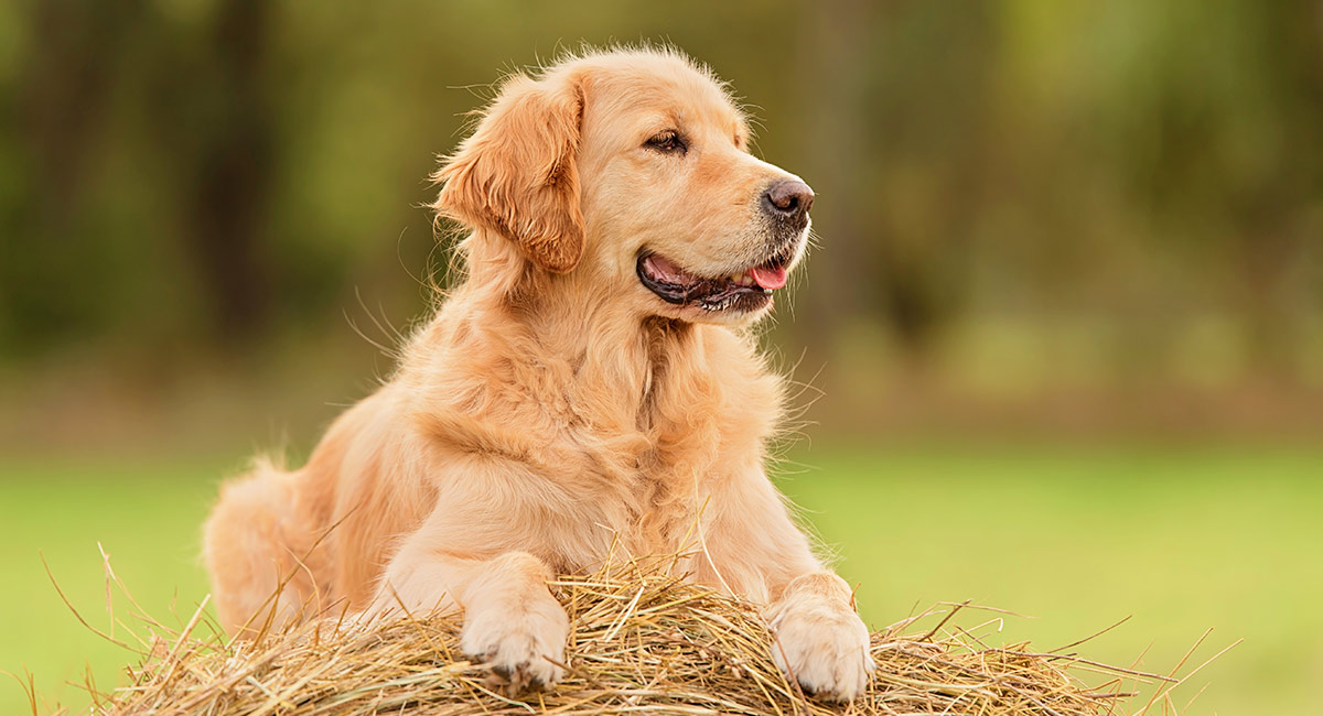 long haired yellow lab