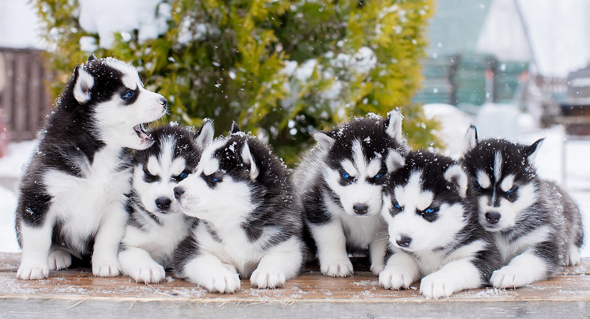 cute huskies puppies