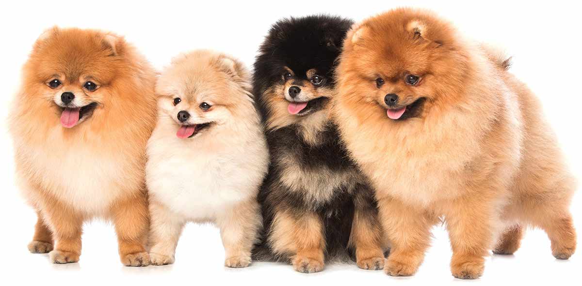 teddy bear pomeranian puppies