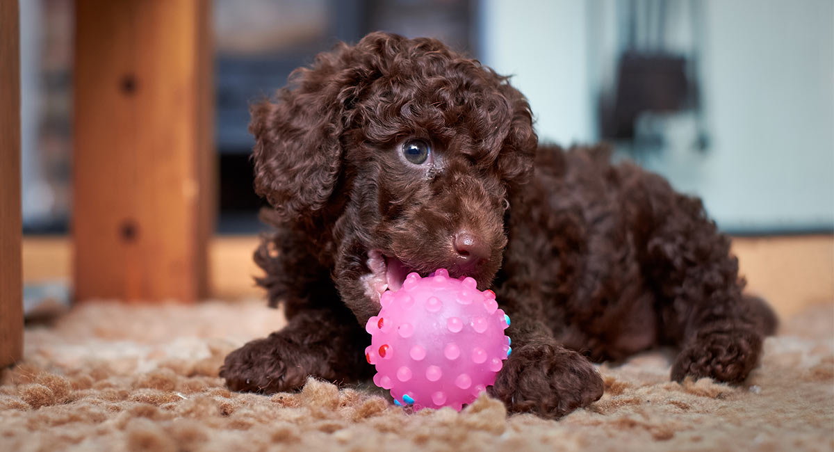 chocolate teacup poodle