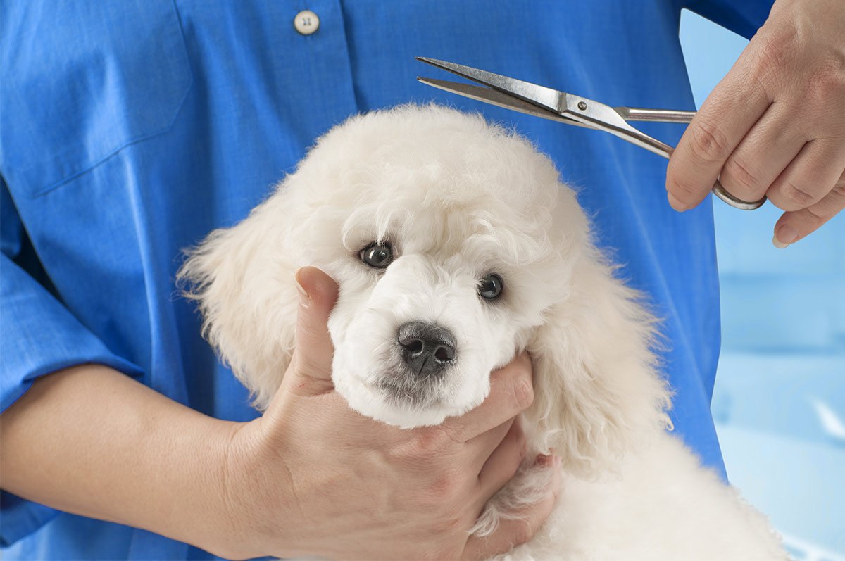 two poodle grooming