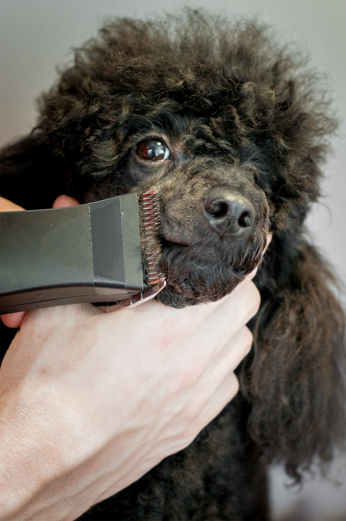 when should poodle puppy get first haircut