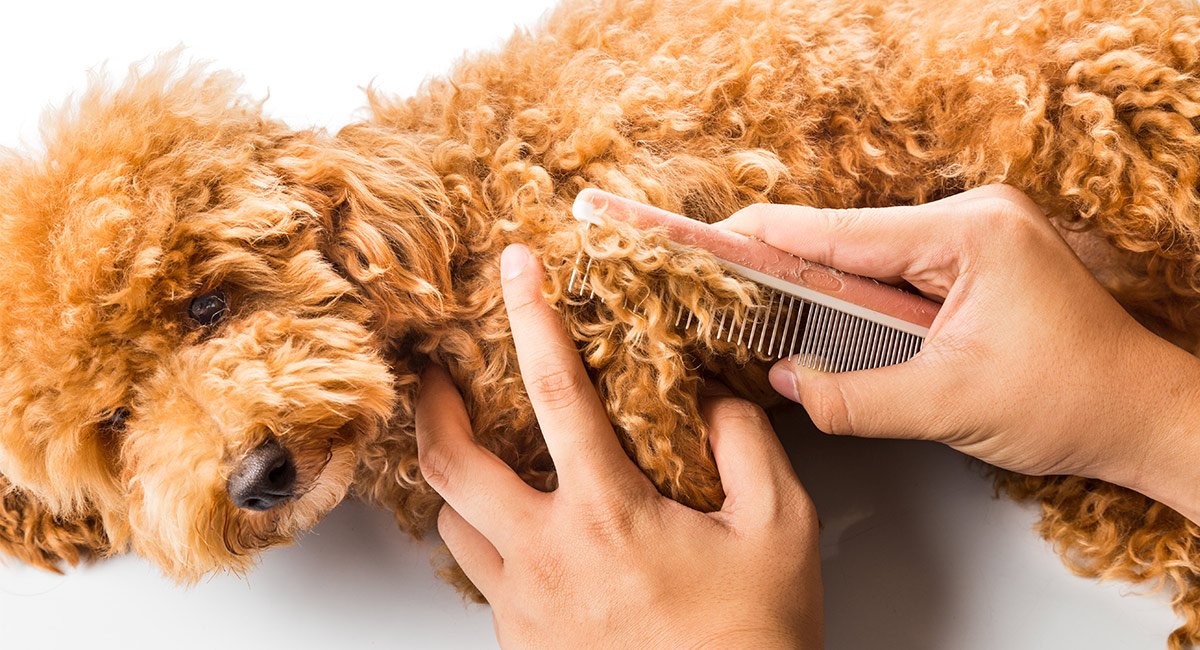 toy poodle grooming kit