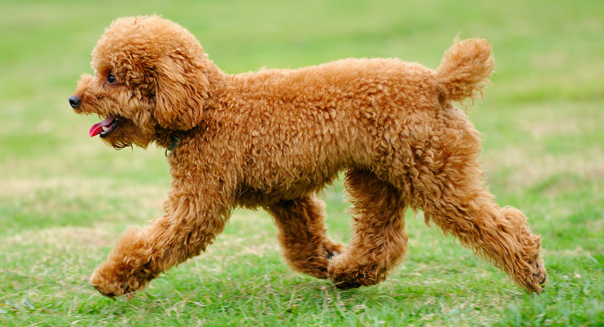 adult miniature poodle