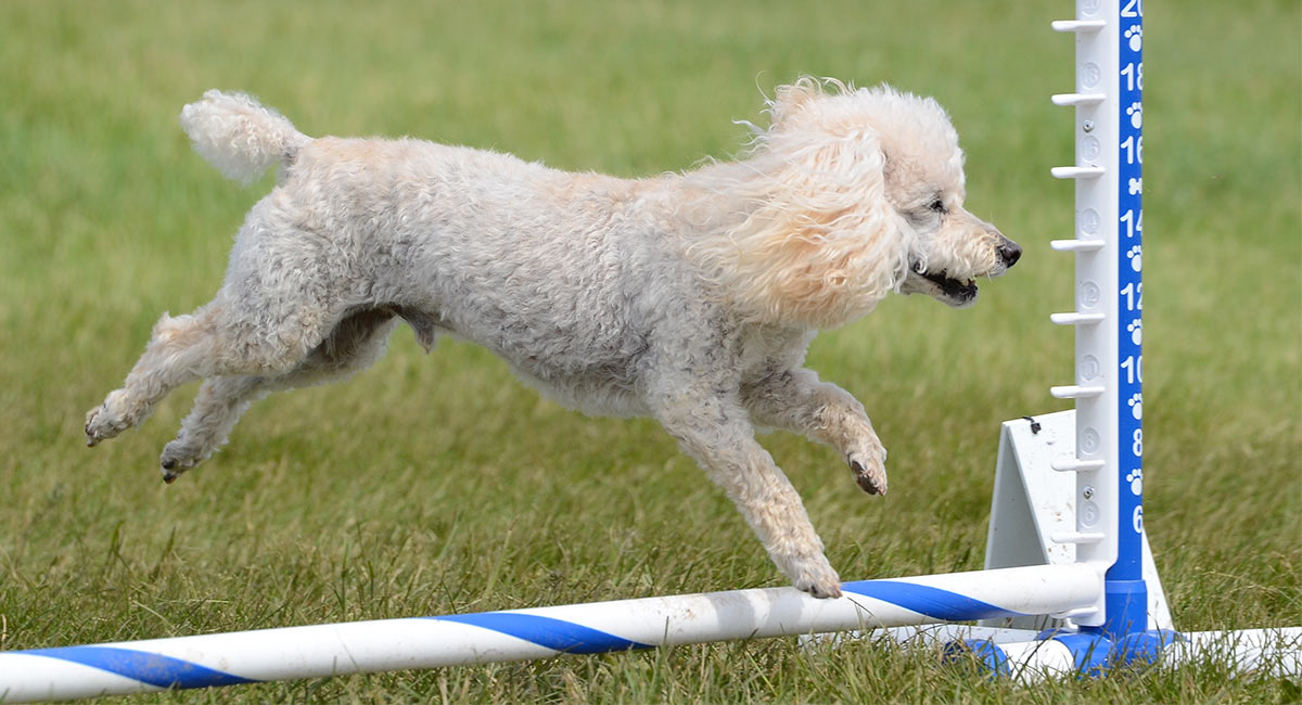 toy poodle training