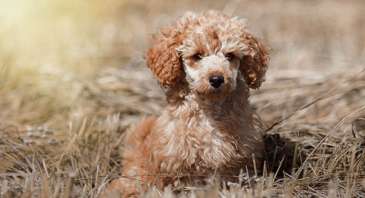 poodle mixed with french bulldog