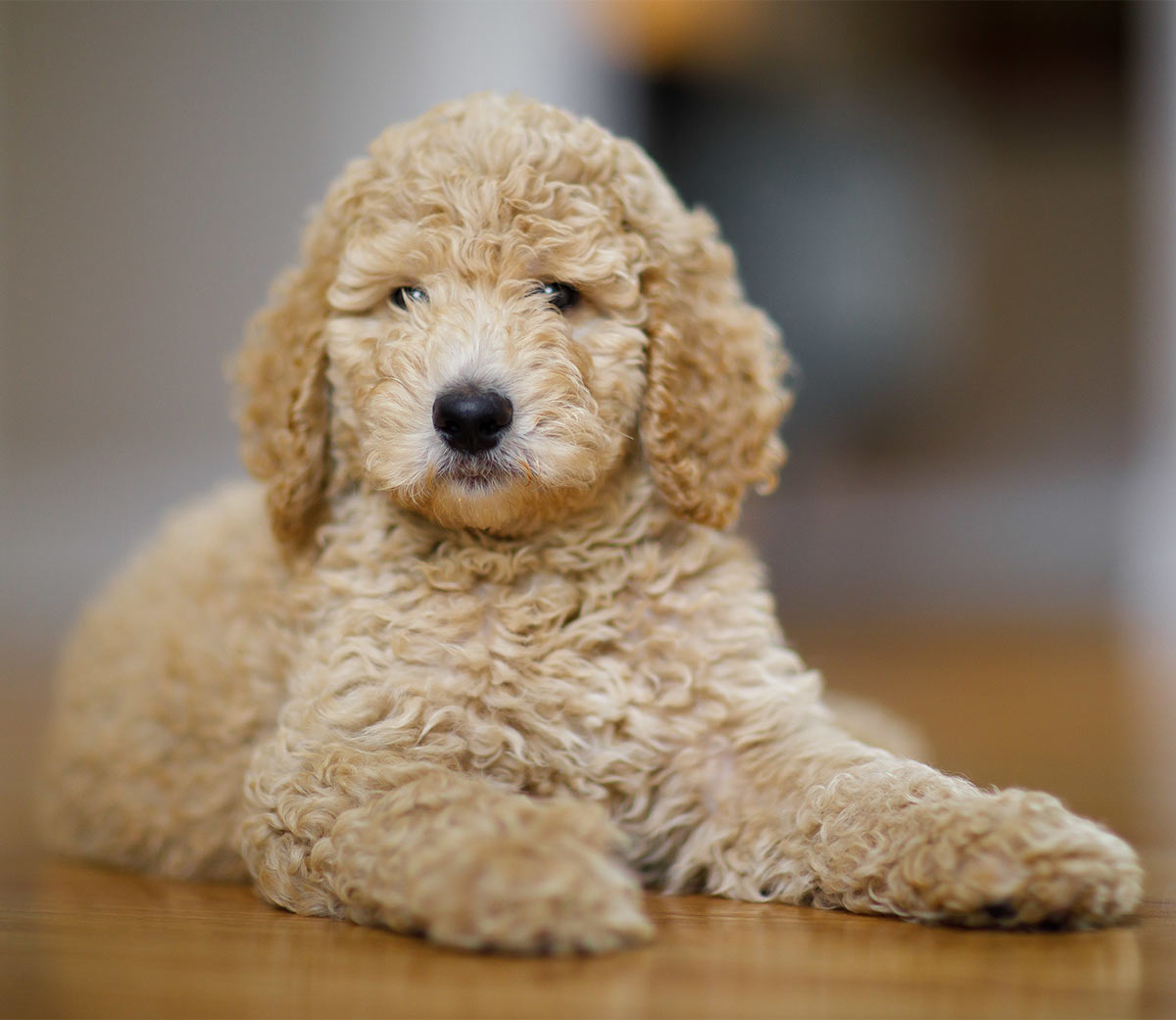 Toy Poodle All About The World S Cutest Curliest Dog Breed