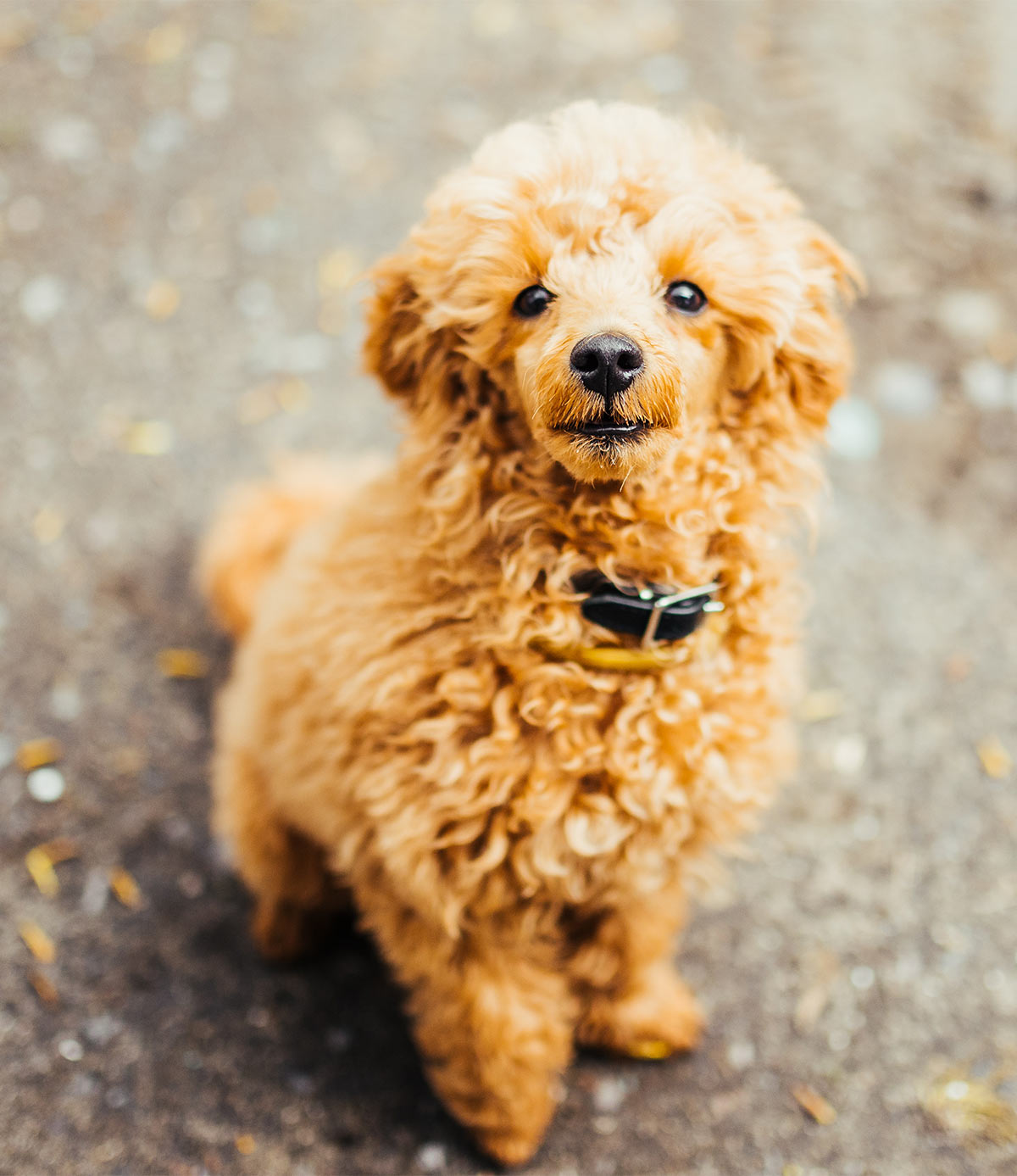 poodle cuddly toy