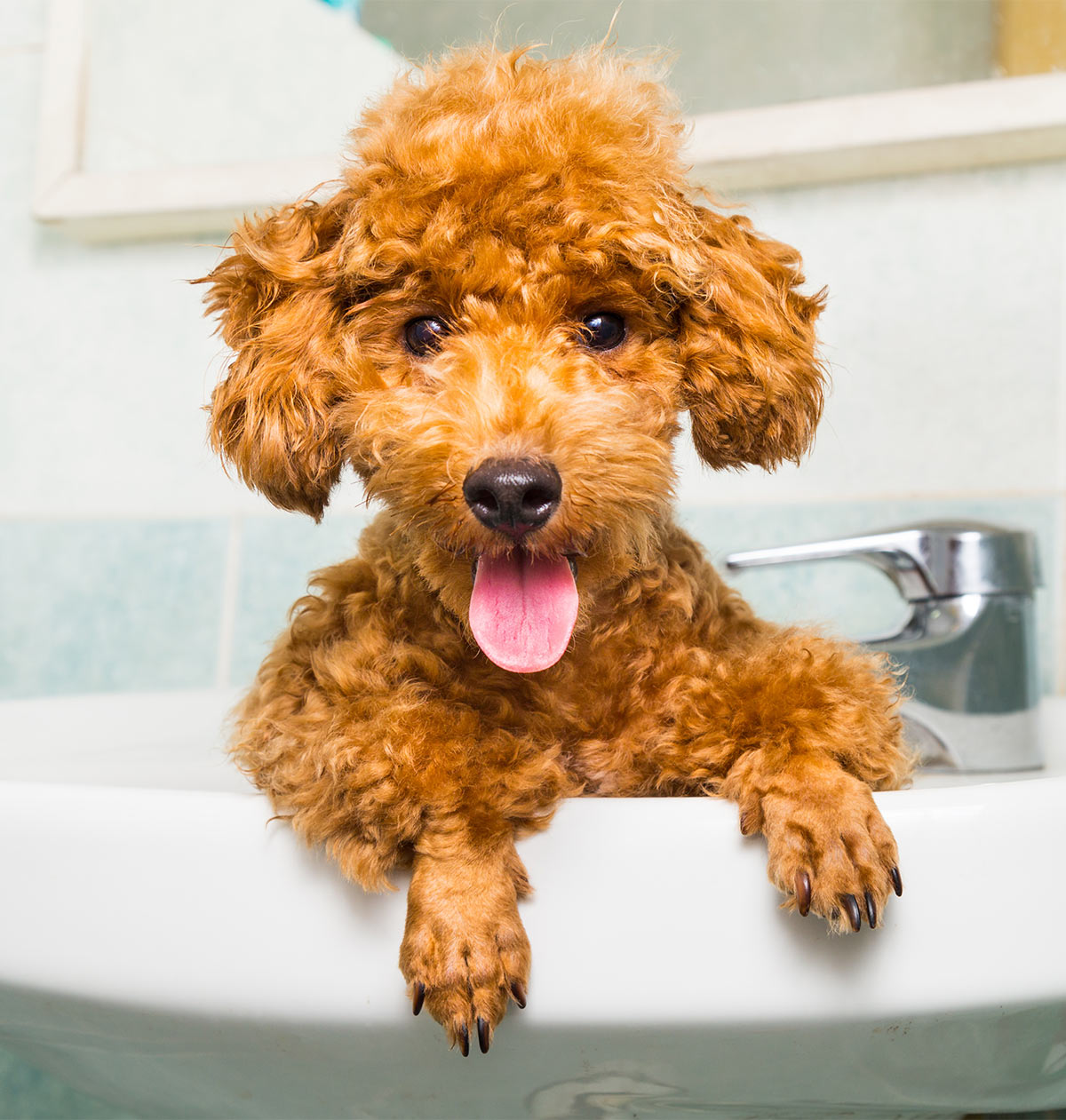 toy poodle grooming