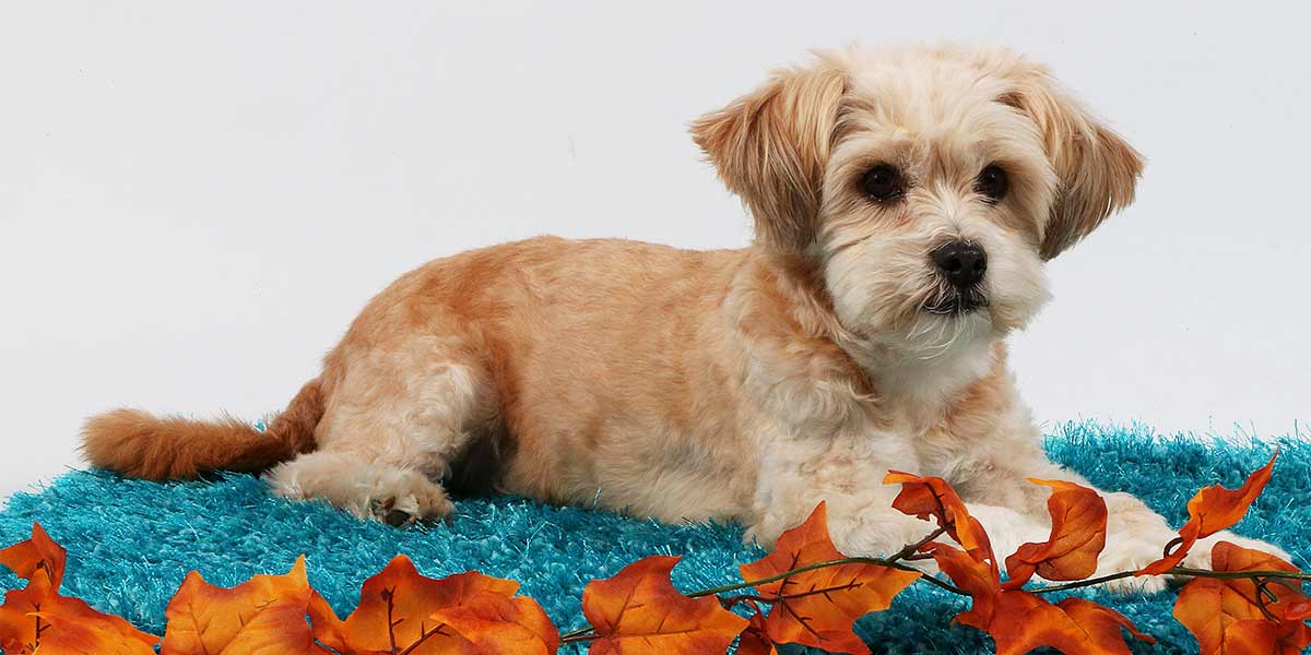 morkie teddy bear dog