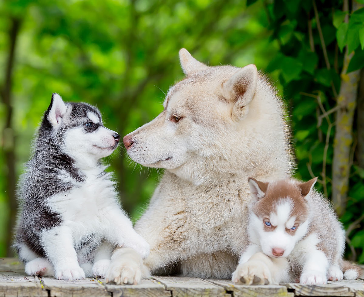 Pictures Of Huskies An Amazing Gallery Of Siberian And Alaskan Dogs And Pups