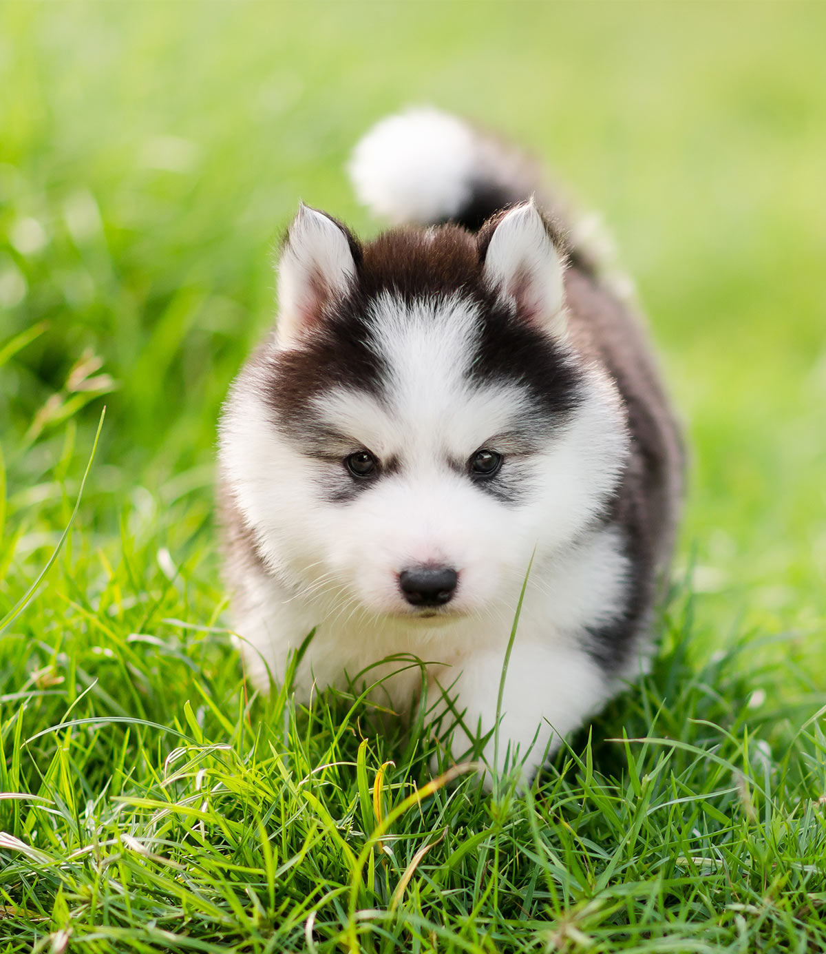 Pictures Of Huskies - An Amazing Gallery of Siberian And Alaskan Dogs And Pups