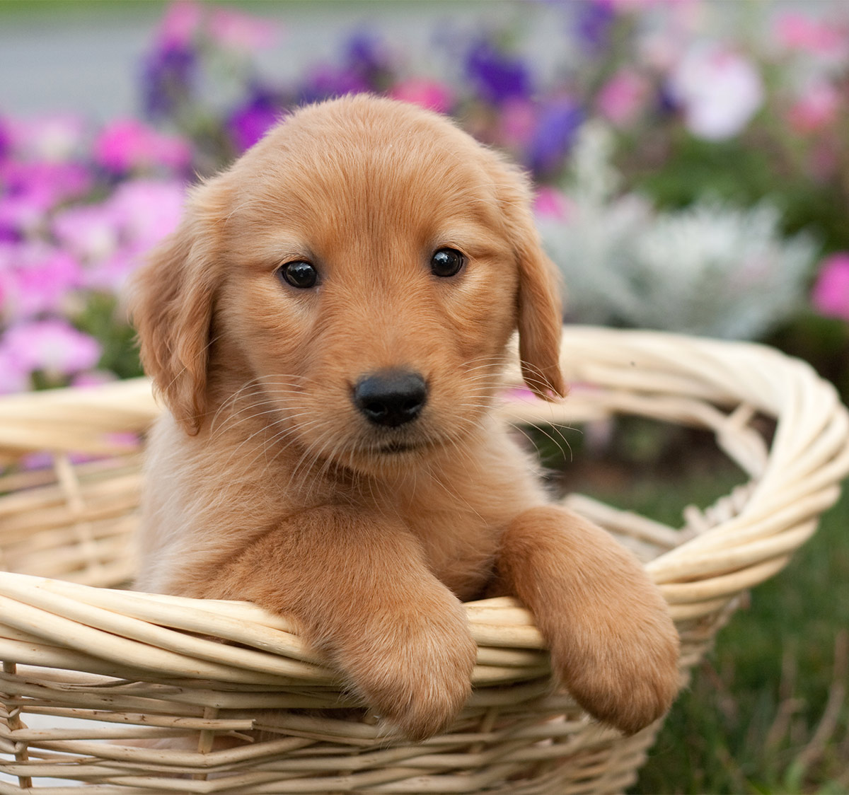 Cute Newborn Red Golden Retriever Puppies / 10 Reasons Why You Should ...