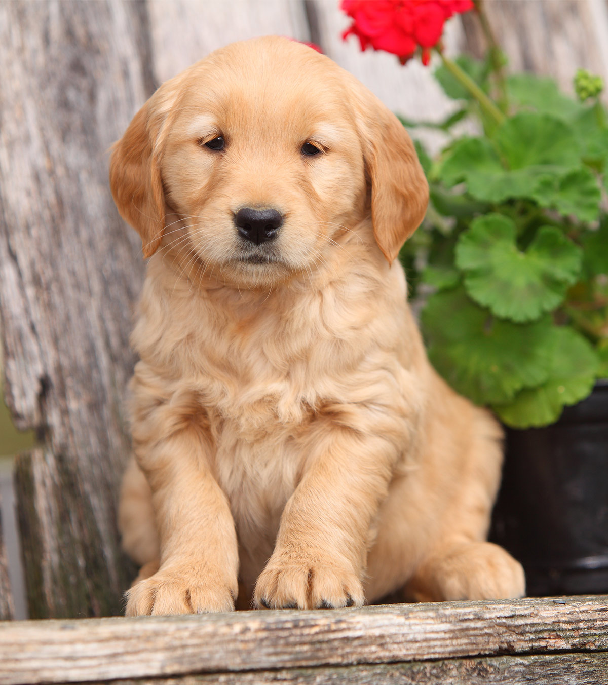 Golden Retriever Dog Puppy