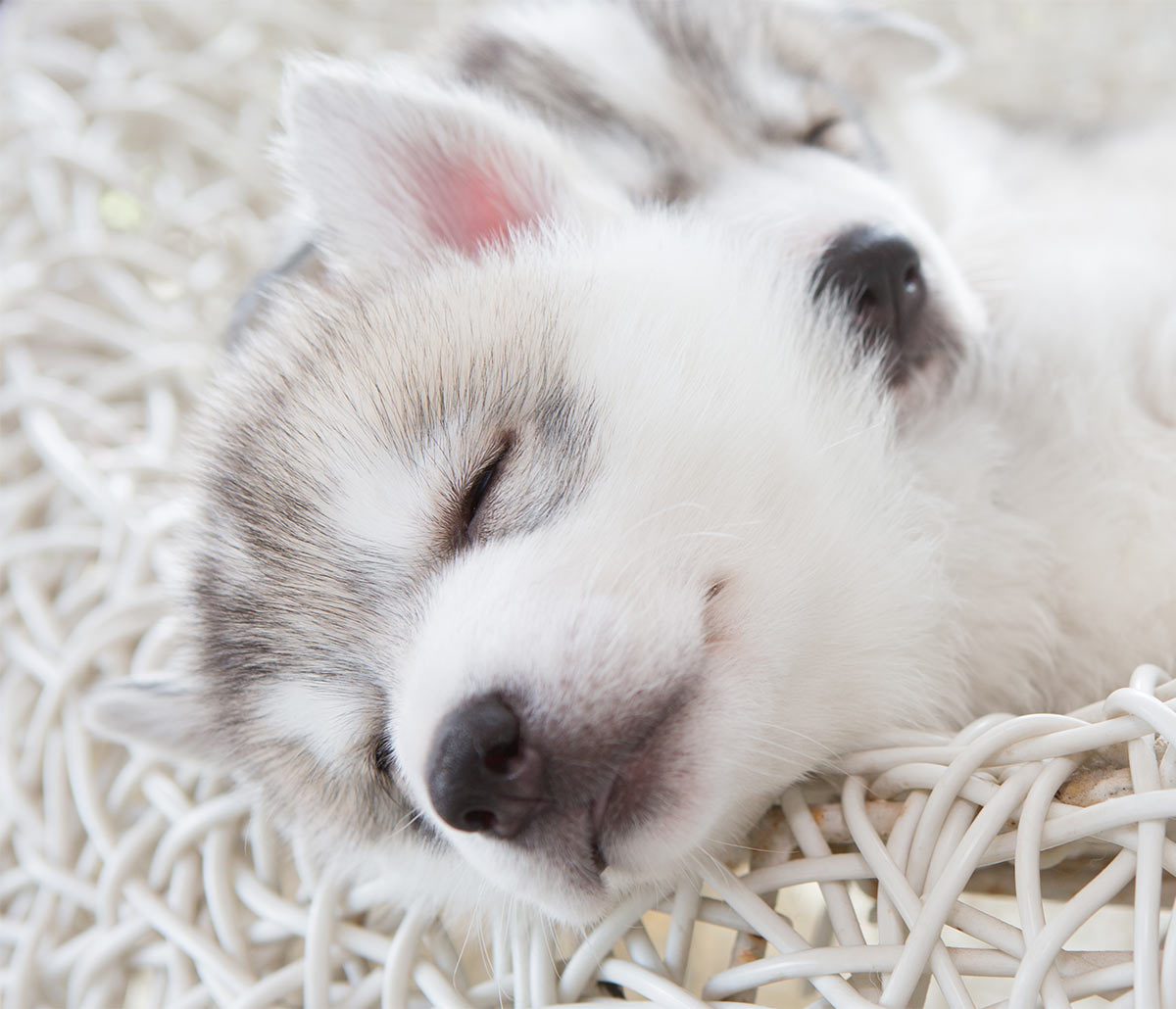 cute huskies puppies