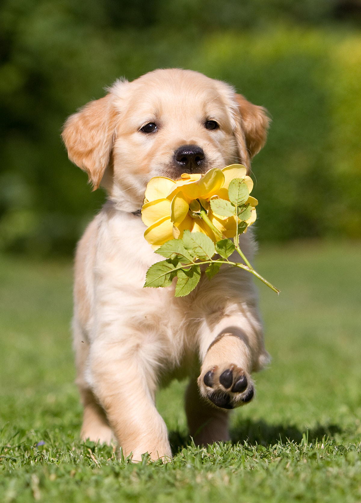 Pictures Of Golden Retrievers - Golden Retriever Photo Gallery