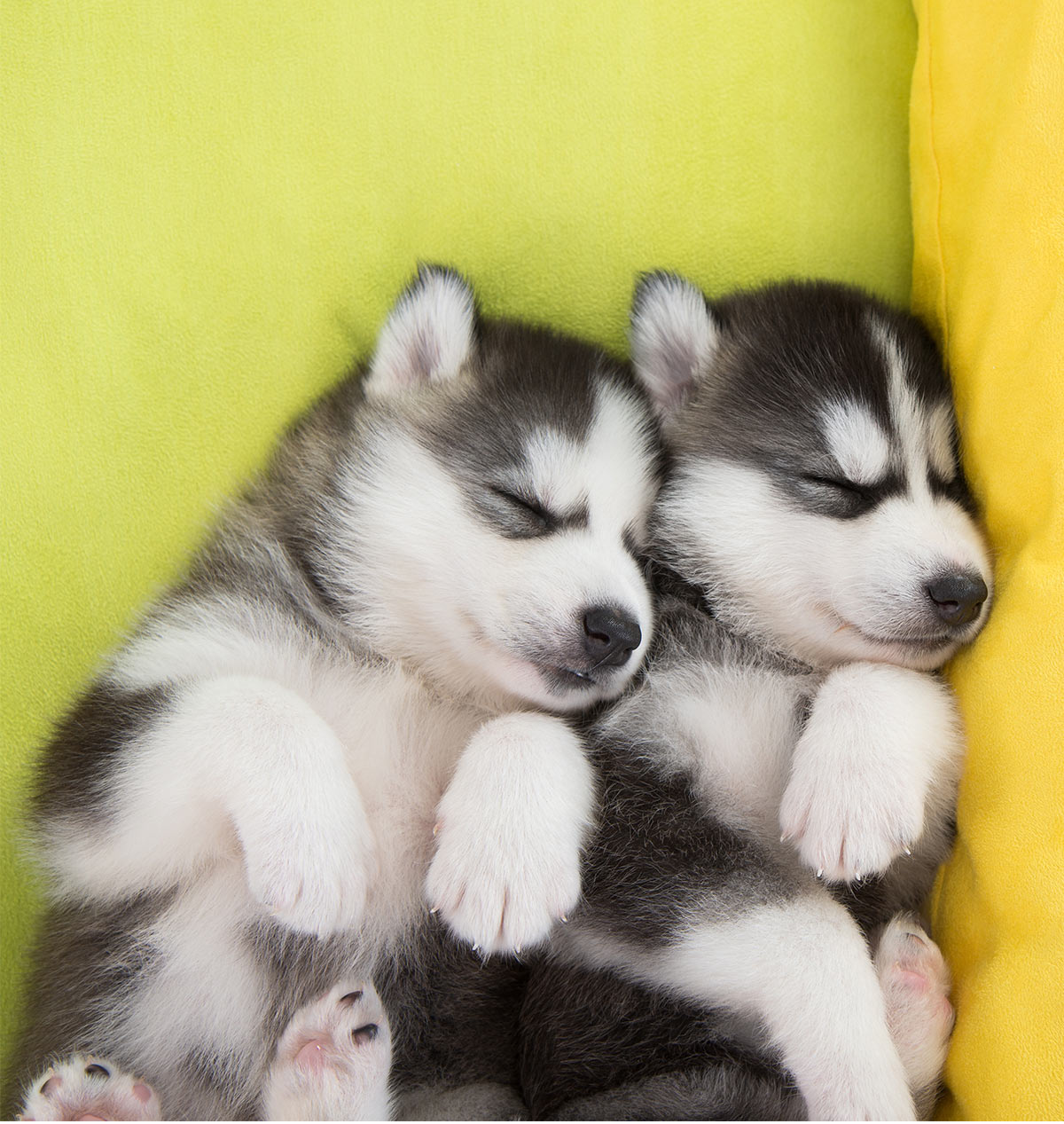 Baby Siberian Husky Puppies