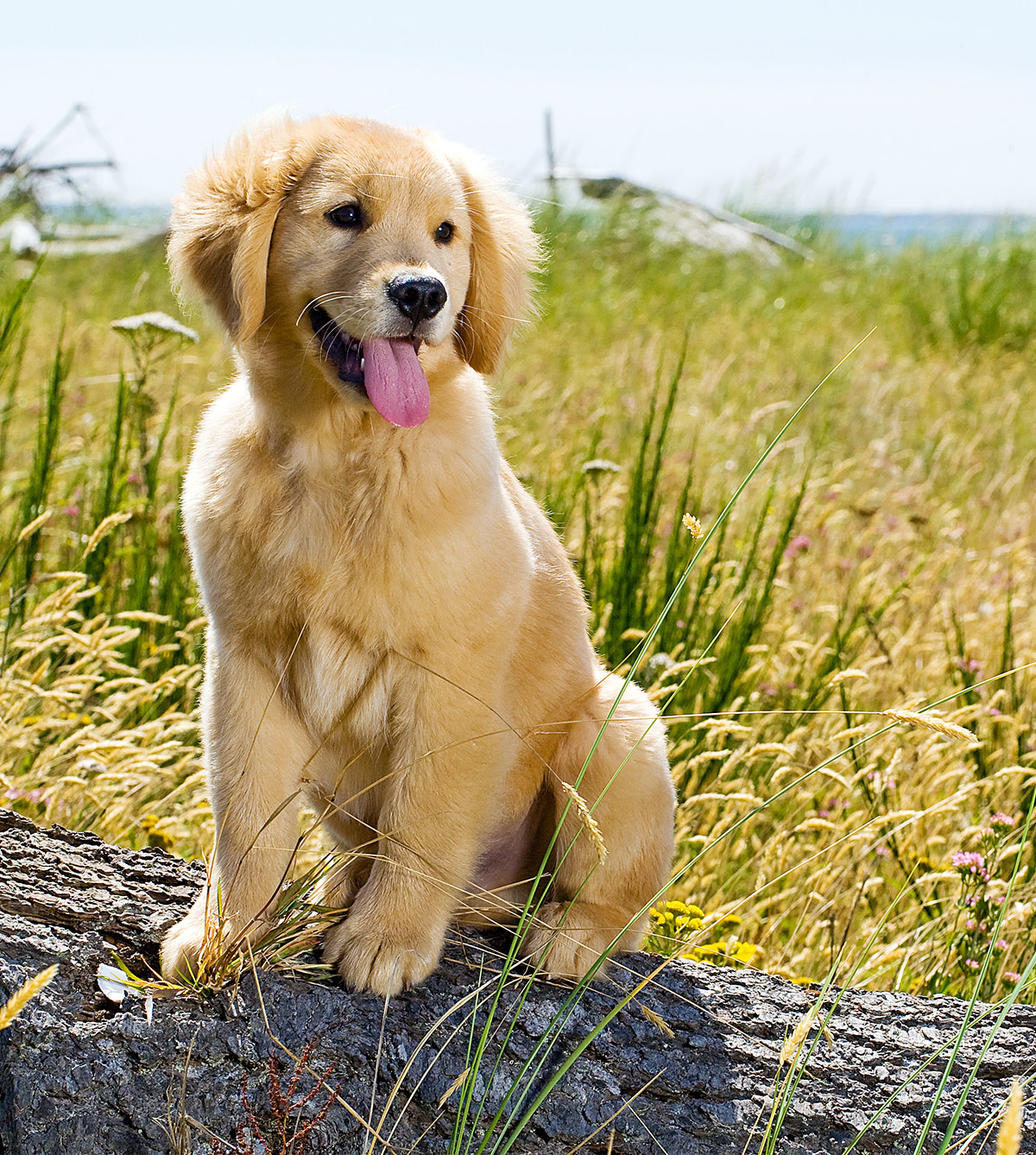 Foto's van Golden Retriever puppies