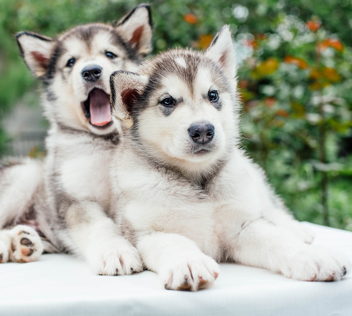 Adorable Baby Huskies