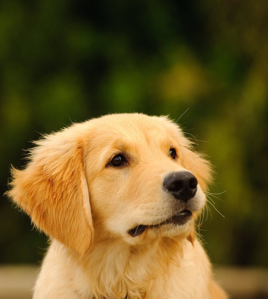 golden retriever t