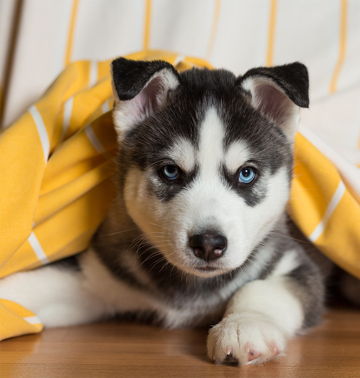 Alaskan Husky Puppy Pictures