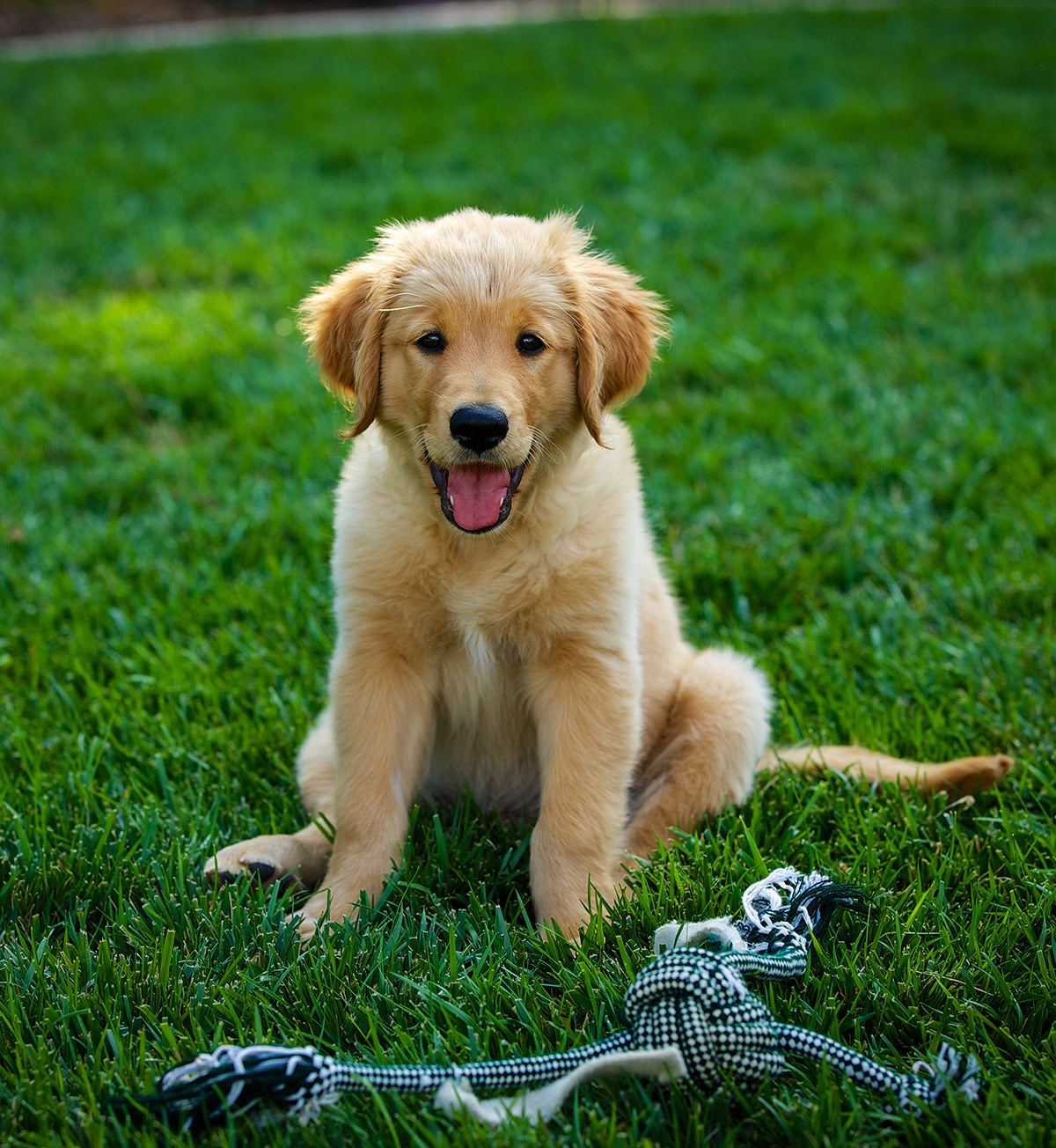 Cute Golden Retriever Puppies