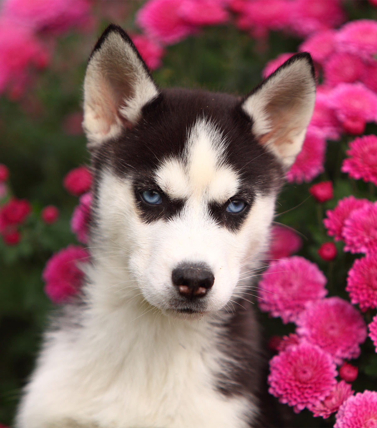 the cutest husky ever