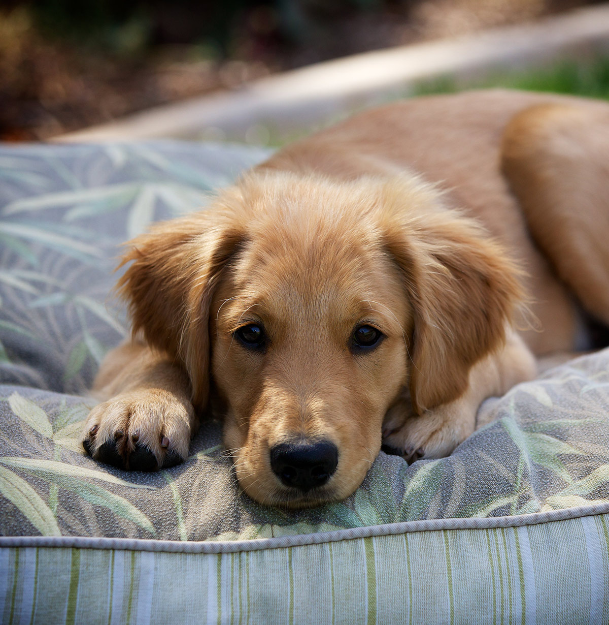 Pictures Of Golden Retrievers - Golden Retriever Photo Gallery