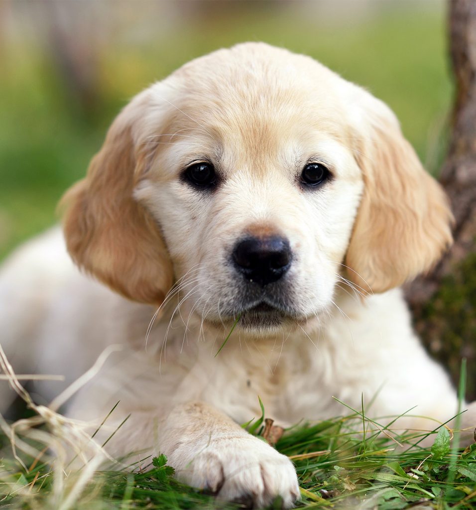 Pictures Of Golden Retrievers - Puppy9 956x1024