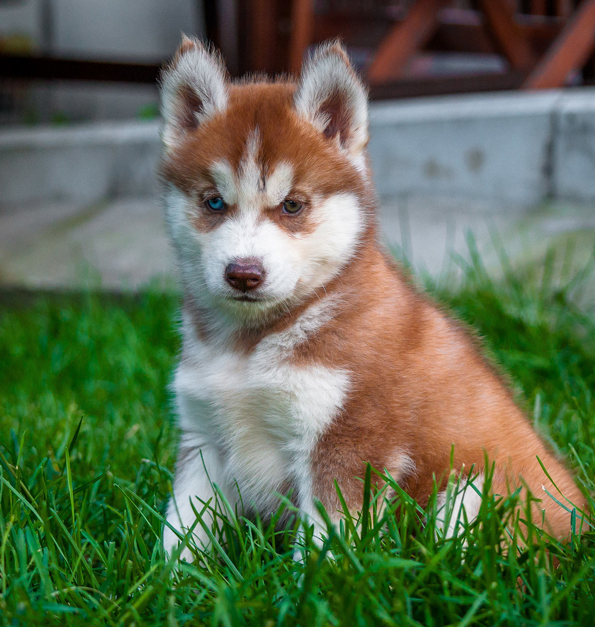 red husky puppy