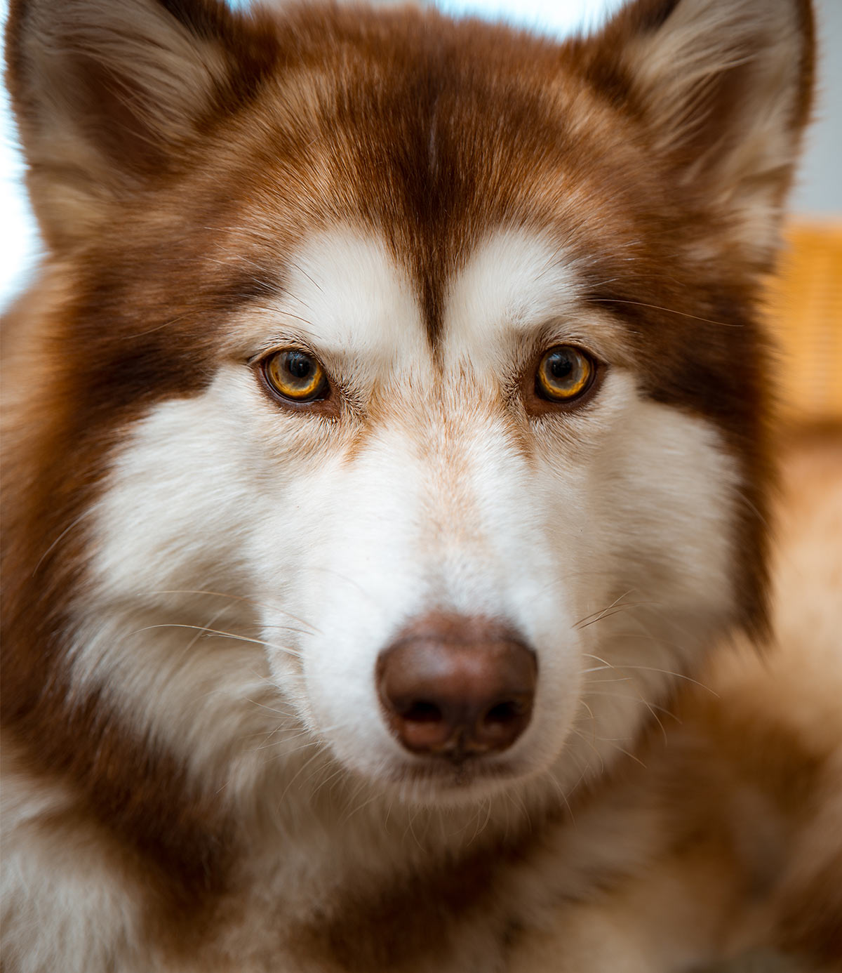 how much is a brown husky