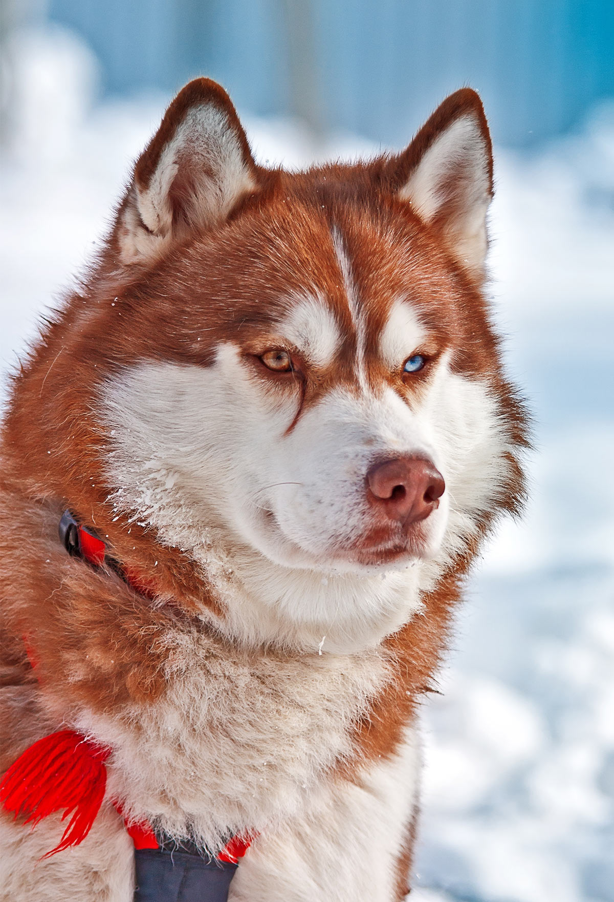 Featured image of post Husky Dog Printable Pictures / Dogs truly are man&#039;s best friend and for many people are treated as part of their families.