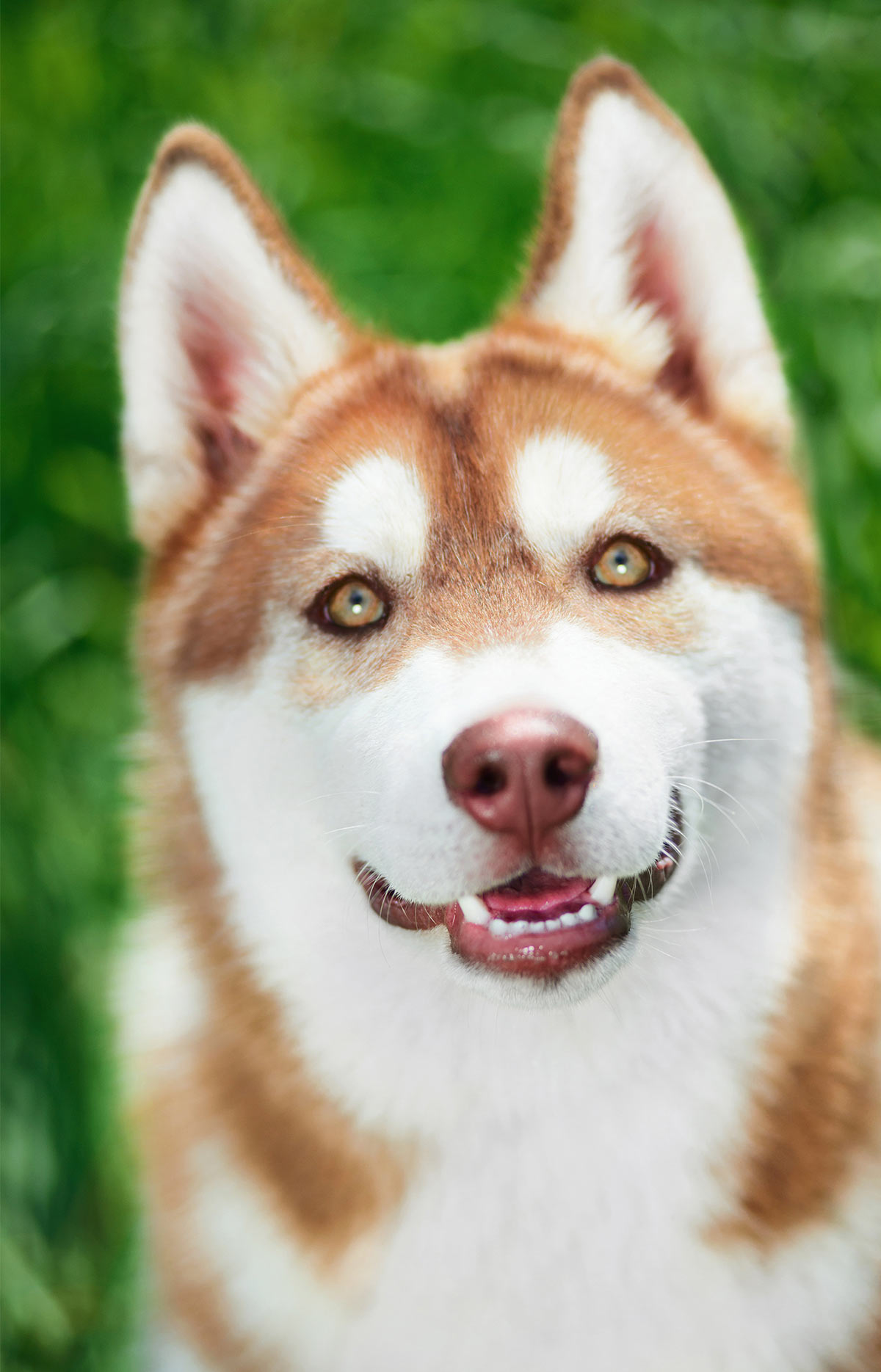 Baby Red Siberian Husky