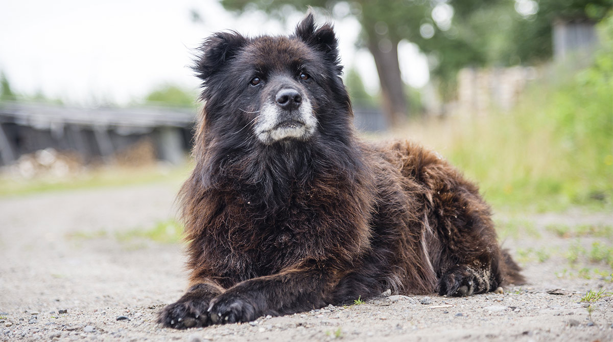 siberian prison guard dog