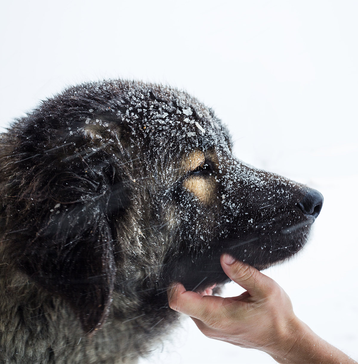 russian prison dogs the size of bears