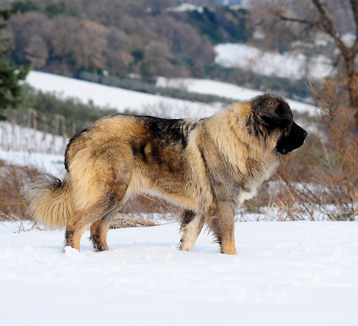 russian shepherd dog