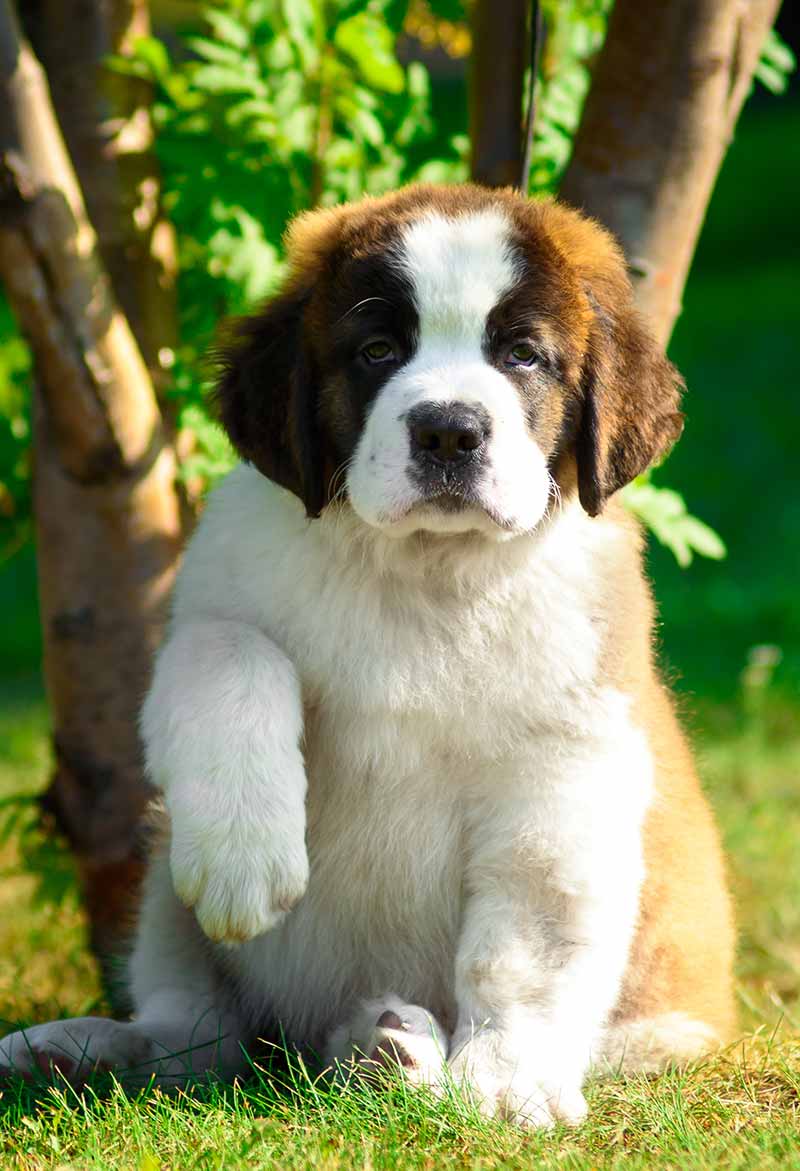 St Bernard Puppy