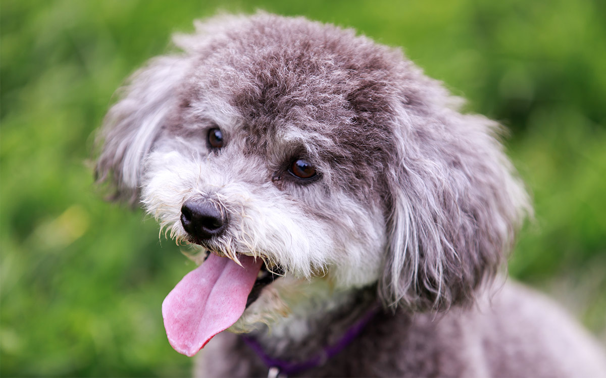 teddy bear dog large