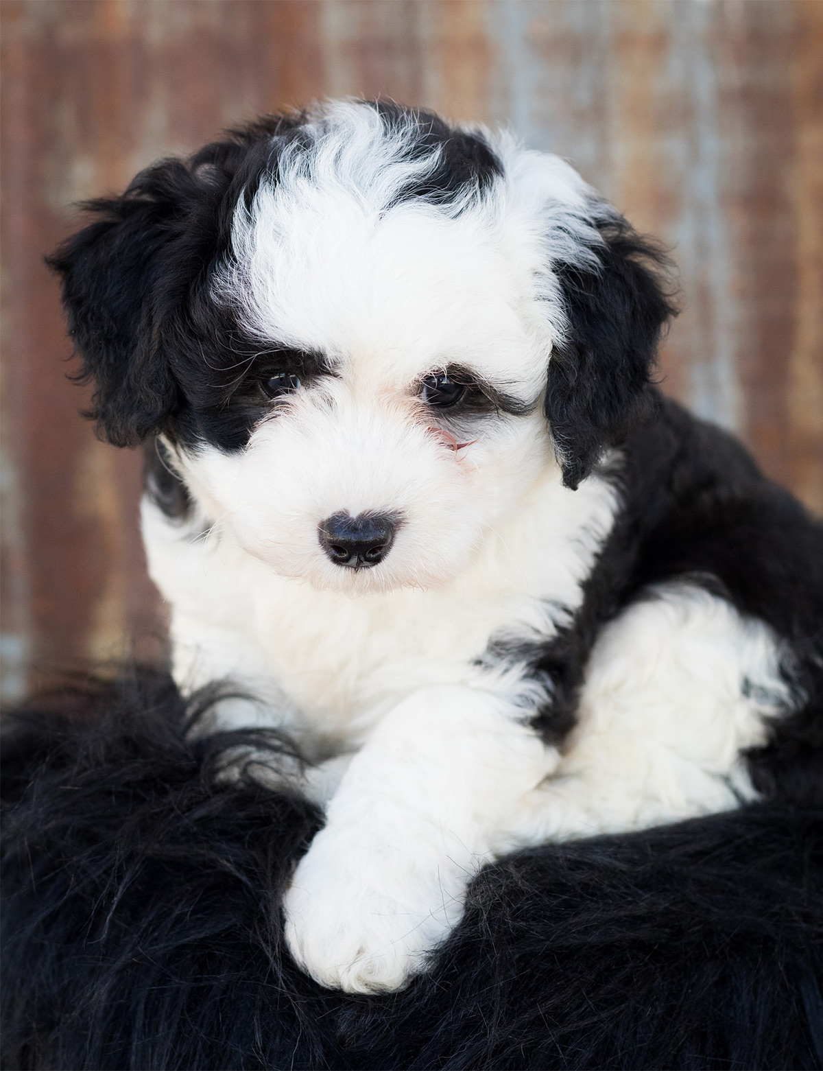 poodle sheepdog mix for sale