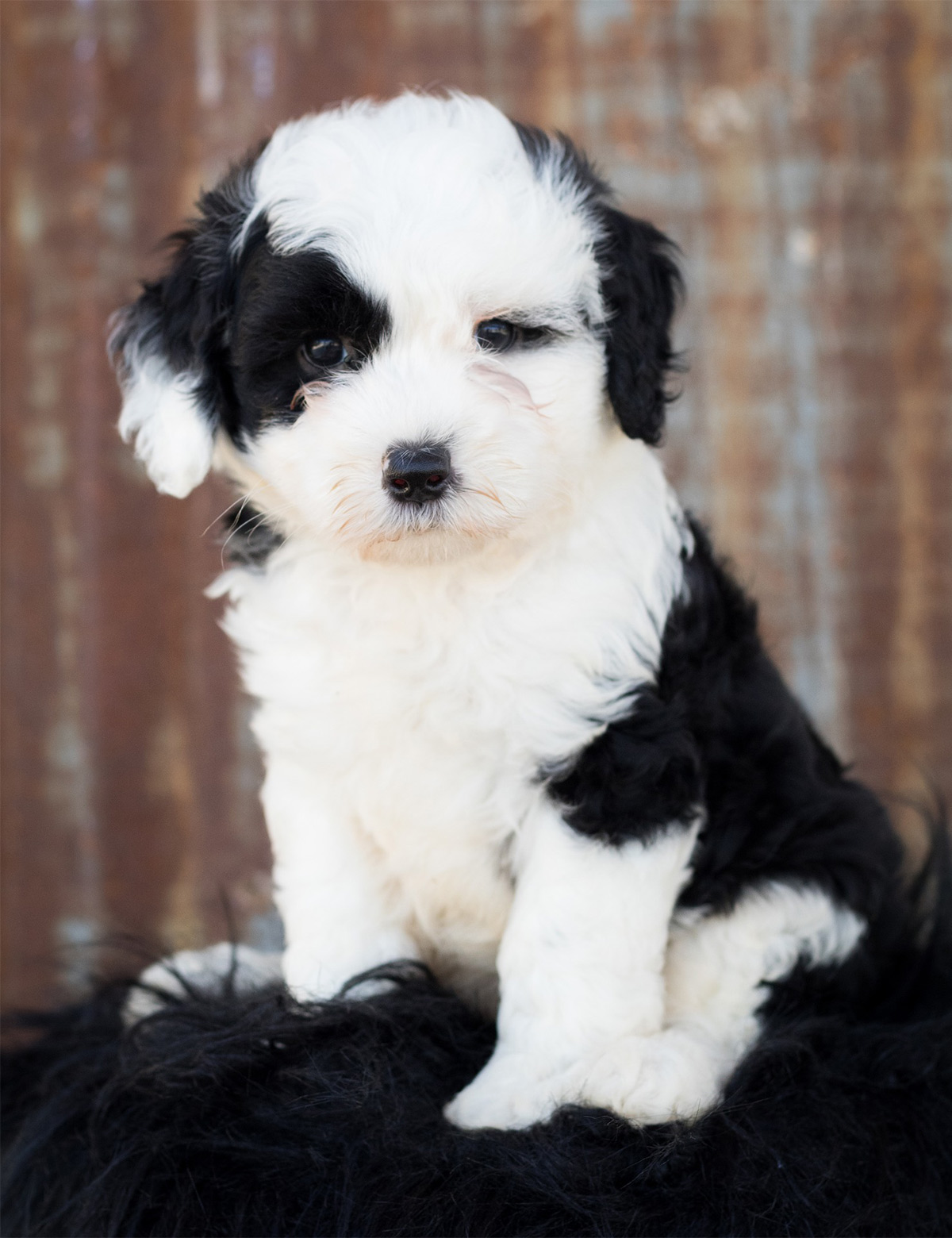 Sheepadoodle cane da pastore inglese vecchio mix barboncino ...