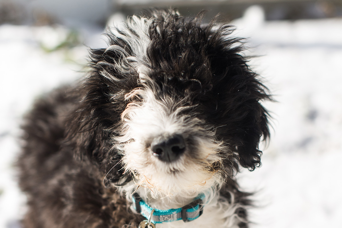 poodle and english sheepdog