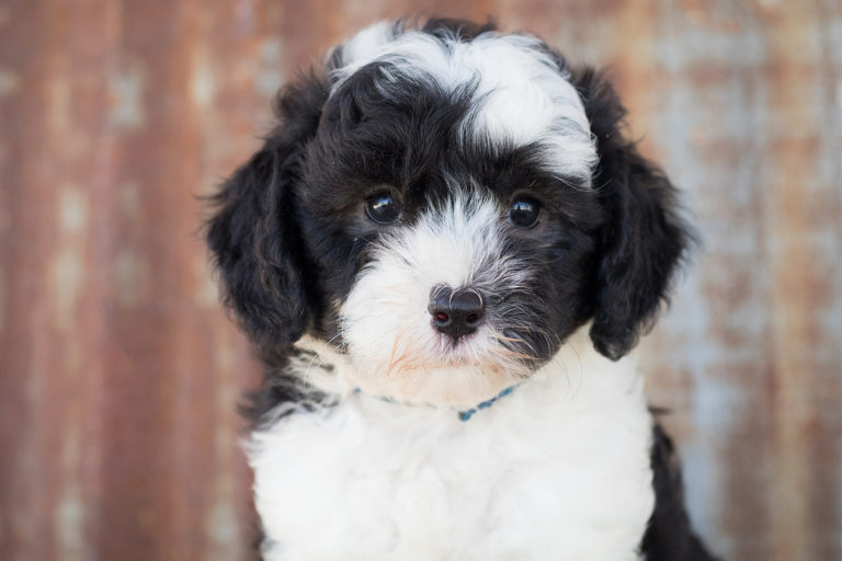 old english sheepadoodle old english sheepadoodle