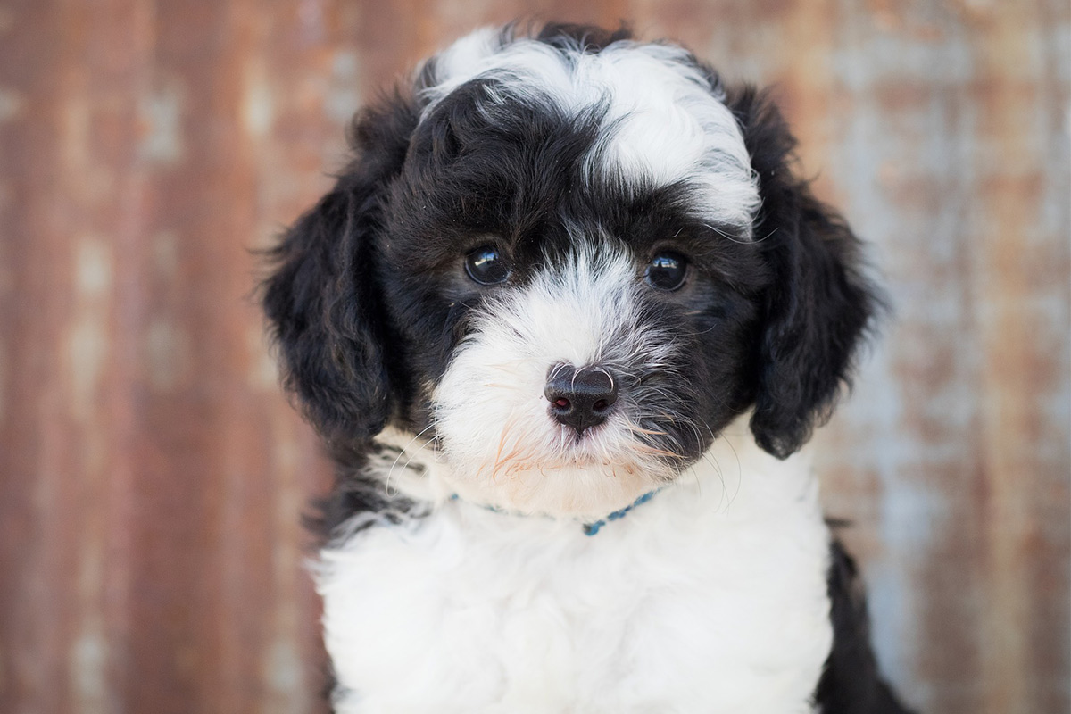 old english sheep dog with pommie