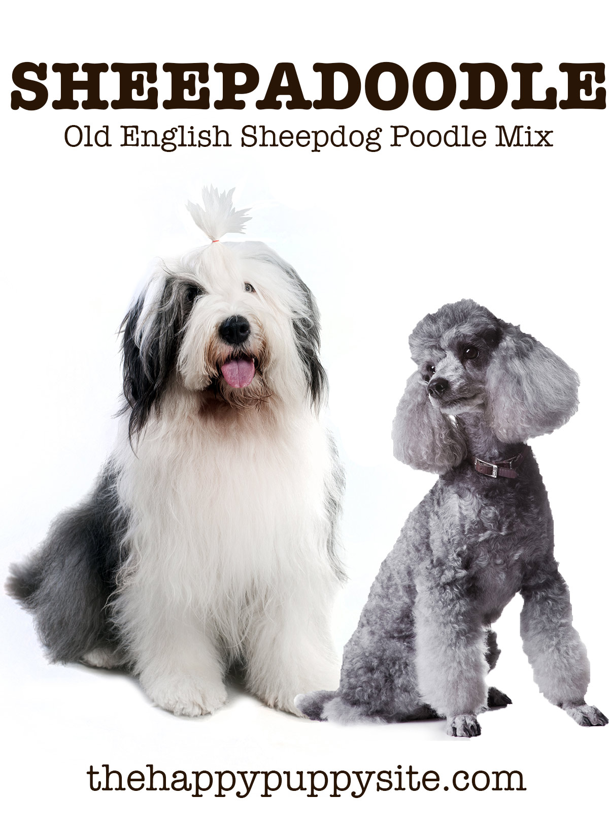 Sheepadoodle - The Old English Sheepdog Poodle Mix Breed