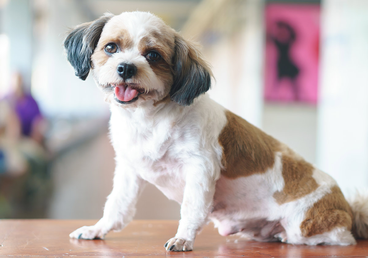 shih tzu poodle jack russell mix