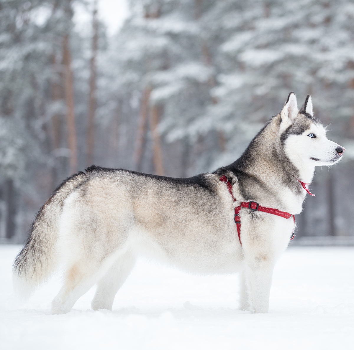 husky grey and white