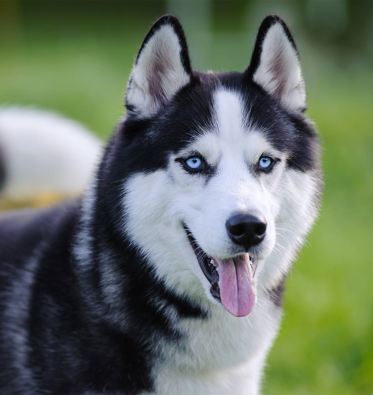 List 101+ Pictures a picture of a husky dog Excellent