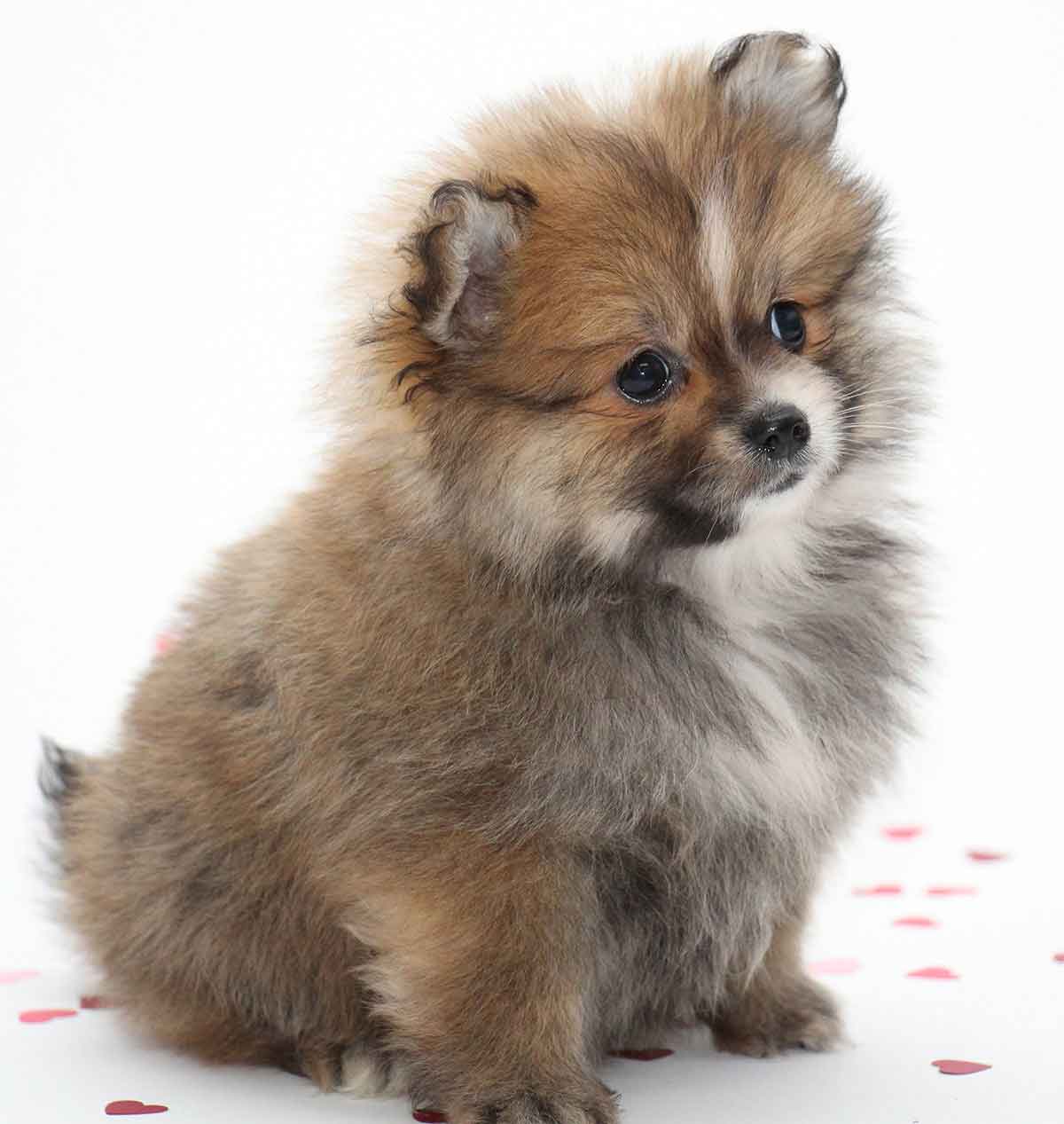 mini fluffy dogs