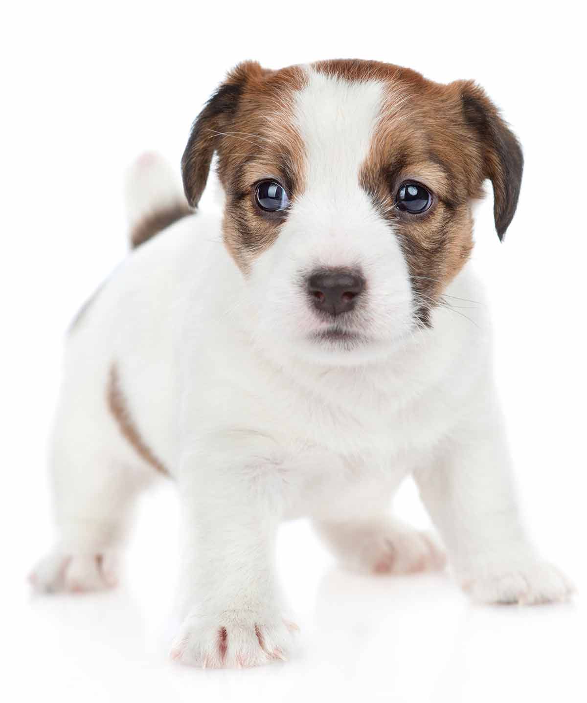 male dog names for small dogs